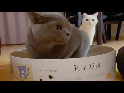 懒得动弹小猪 vs 探头探脑小猪