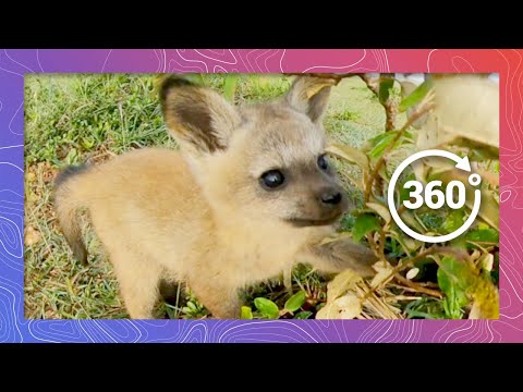 Fox Puppies (Kits) Attack | Wildlife in 360 VR