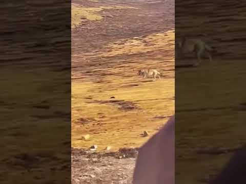 Tibetan mastiff chasing off a wild wolf #wildwolf