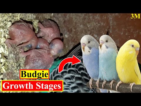 Grow: Budgies Growing Video for Beginners