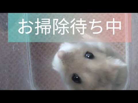 お掃除待ち中のハムスター（ピク）　#ハムスター #お掃除 #可愛い#癒し#hamsters #cute