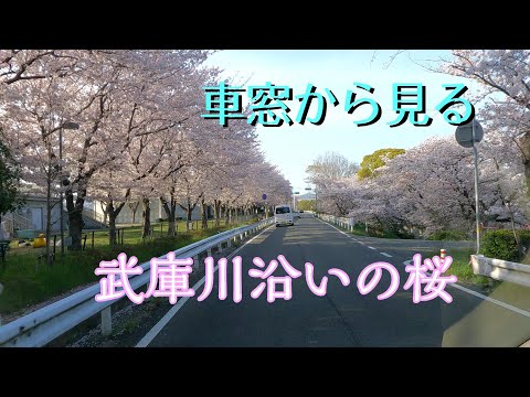 武庫川沿いの桜並木　蜜を避けてドライブスルー花見