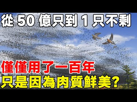 從50億只到1只不剩，僅僅用了一百年，只是因為肉質鮮美？#科普頻道 #科普