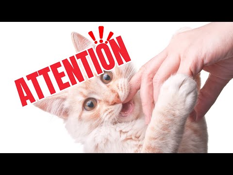 Signs Your Cat is Jealous (and how to fix it)