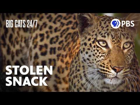 Lions Steal a Starving Leopard's Meal | Big Cats 24/7 | PBS