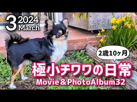 【アルバム】3月まとめ☆チワワ2歳10ヵ月☆Movie＆PhotoAlbum32