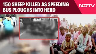 Andhra Pradesh News | Over 150 Sheep Killed As Speeding Bus Ploughs Into A Herd In Andhra Pradesh