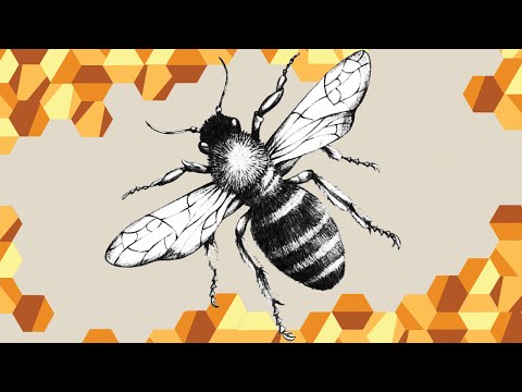 The Plight of the Honeybee - Queens In Trouble