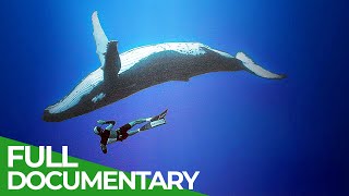 Our Oceans - Unlocking the Secrets of the Underwater | Free Documentary Nature