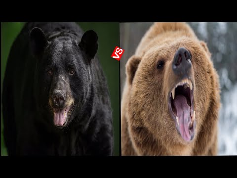 Black Bears Vs Brown Bears/Top15 Black Bear And Brown Bear Differences