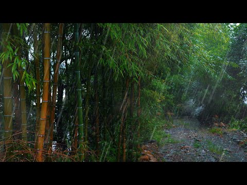 🎵【Rain Music】The soothing sound of light rain in the bamboo forest brings sweet dreams!