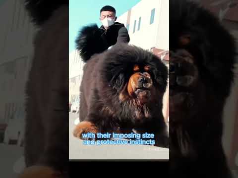 The Majestic Tibetan Mastiff Has A Heart of Gold