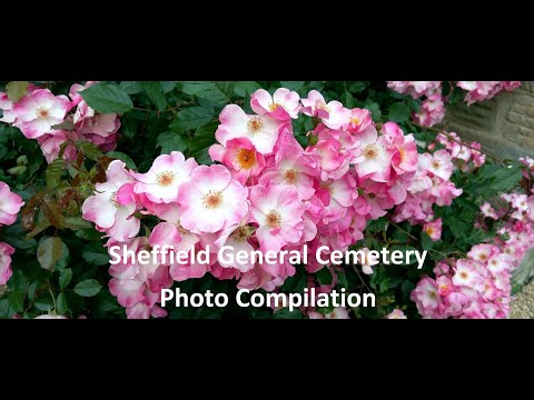 Sheffield General Cemetery Photo Compilation