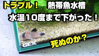 【トラブル】水温10℃まで下がった熱帯魚水槽！生き残ったのか？