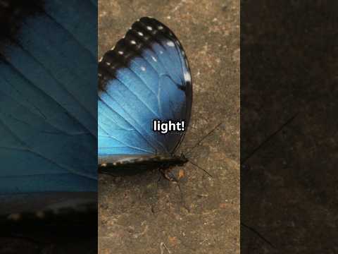 Breathtaking beauty | Living Gem | Most beautiful butterfly in the world #shorts #animals