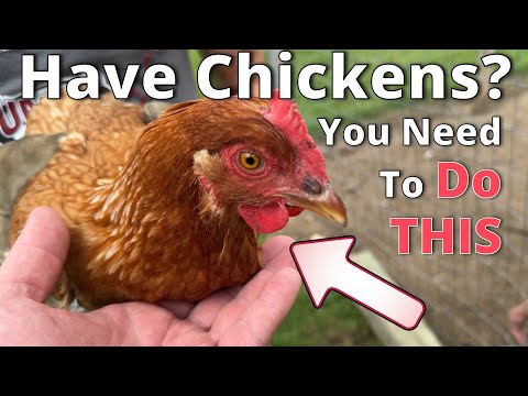 Easy How To Clip Chickens Wings - Big Family Homestead