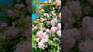 beautiful flowers 🌹🌸🌸🌸🌸🌸🌹 #shortsreels #shortsvideo #shortsviral #shortsyoutube #shortsreel