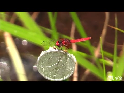 一円玉ほどの大きさしかない日本一小さなトンボ「ハッチョウトンボ」を絶滅危惧種から守れ！高校生の奮闘▽高校生応援プロジェクト「せーのっ！未来への一歩」