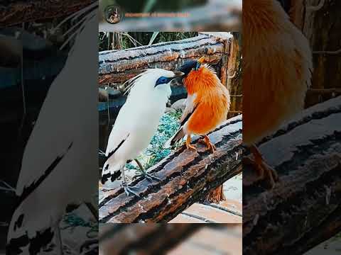 Beautiful birds with SURAH AL ZUMAR #bird #qurantranslation #shorts #youtube #viralvideo #shortvideo