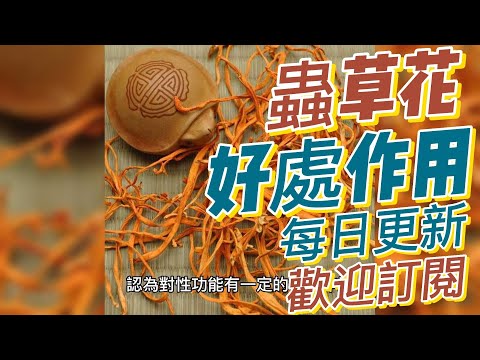 EP154 蟲草花 學名：Cordyceps militaris的作用與好處 免疫調節 抗疲勞 健康