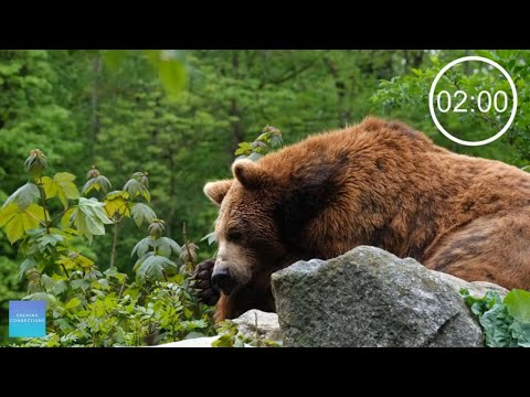 Countdown Timer 2 minutes With Relaxing Music For Concentration - Bears - Pack up time music