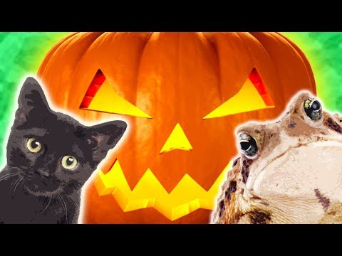 8 Halloween Animals | Animals for Kids | Wild Animals