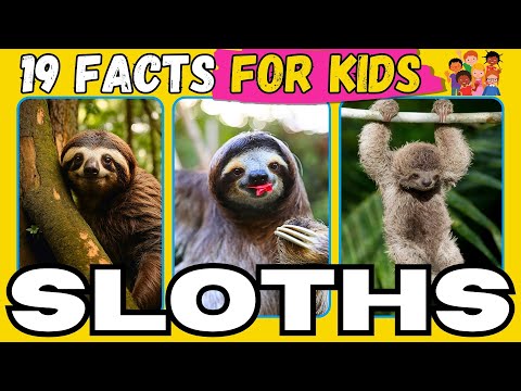 Unleashing the Cuteness: 19 Fascinating Sloth Facts For KIDS