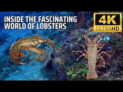 Inside the Fascinating World of Lobsters: Secrets of the Ocean’s Clawed Giants!