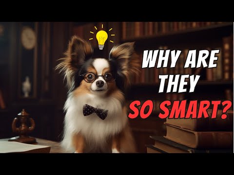 Papillon Facts: 10 "Smart Facts" You Should Know