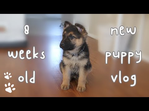 First Week With an 8 Week Old German Shepherd Puppy 🐾 💝 ~ Vlog ~ Meet My New Puppy