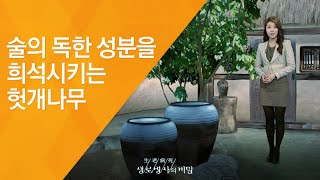 술의 독한 성분을 희석시키는 헛개나무 - (20120218_402회 방송)_내 몸을 지키는 건강차 4편 - 헛개