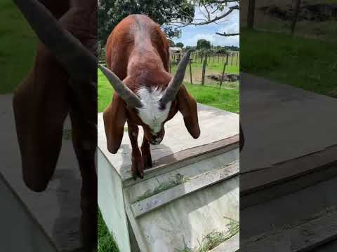 Ronaldo and Messi the friendliest goats on the farm | GOATS FOR KIDS #shorts #kidsshorts