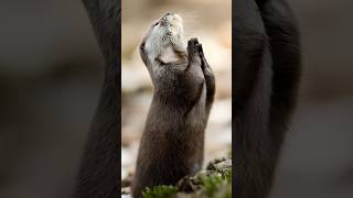 Otter Praying: A Rare and Adorable Wildlife Moment #OtterPraying #WildlifeLovers #CuteAnimals #short