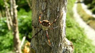 #Spider Life cycle!!😍#Spider Create Her home's Amazing system!!😲