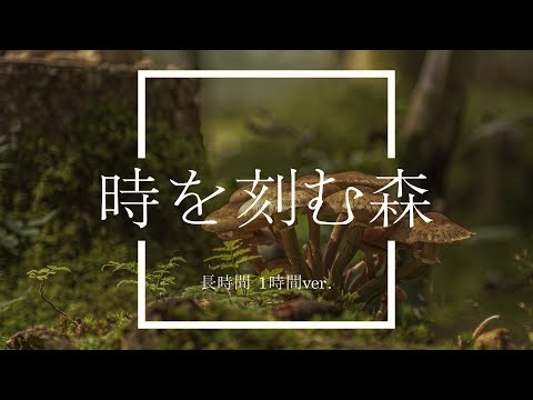 【フリーBGM】時を刻む森 1時間版【ファンタジー/作業用BGM】