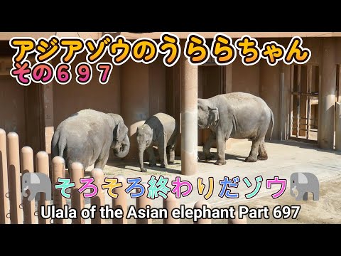 アジアゾウのうららちゃん（６９７）🐘そろそろ終わりだゾウ🐘（東山動植物園）Ulala of the Asian elephant Part 697