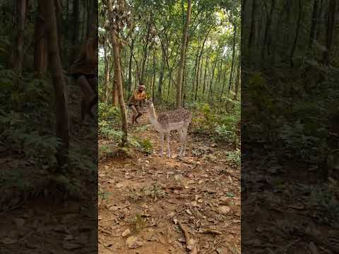 #jungle are #dnb #forest #kingofthejungle #jungleboy #concretejungle #wildlife #photography #vfx