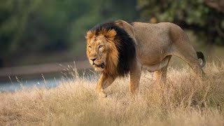 Lion Documentary - The Last Lions Of India | Wild Planet