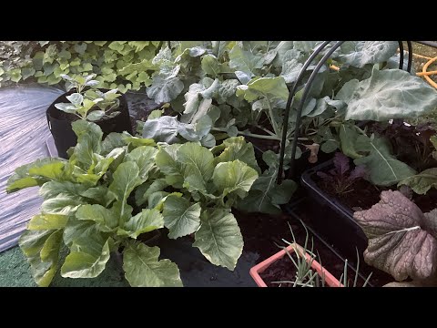 Part 2 of my green harvest. Plus washing, blanching and storing them. ￼