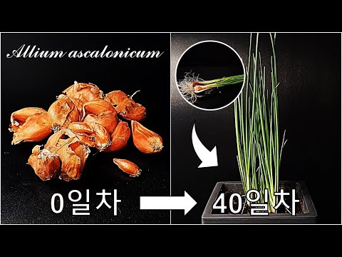 쪽파를 키우는 간단한 방법｜한국의 샬롯 쪽파 키우기｜교잡종 대파 키우기｜교잡종 샬롯 키우기｜How to grow #55 Hybrid Shallot