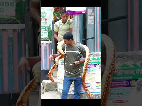 Ultimate King Cobra Prank: Fear & Laughter Guaranteed!