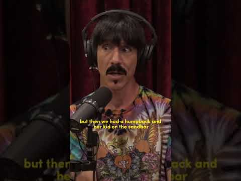 Joe Rogan - “surfing with whales” #1884- Anthony Kiedis