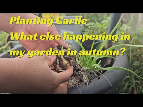 Planting Garlic - What else happening in my garden in autumn?