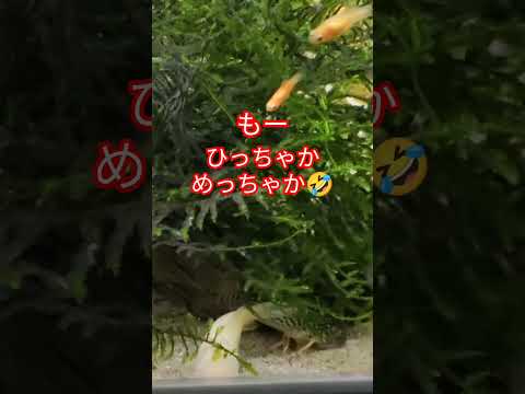 [熱帯魚]　知ってたァ〜　プラティーは雑食性で大食感　他の魚の餌も食べちゃう。