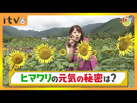 ひまわりが元気に咲く秘密！▽なぞマチ!? 2024/8/31（土）