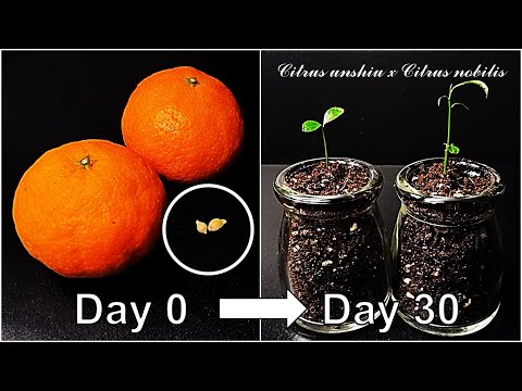 How to grow Mandarin from seed｜Growing Kara mandarin｜Mandarin｜How to grow #77 Kara mandarin｜Eng Sub