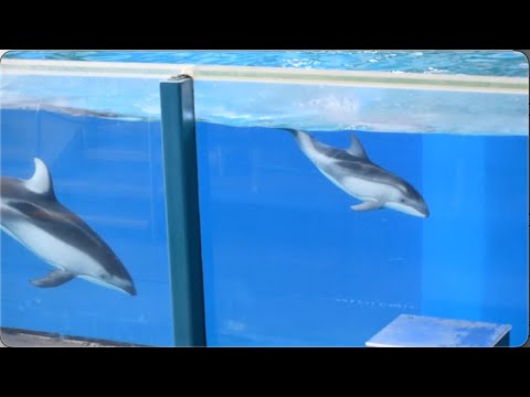 Baby Dolphin & Beluga - Open Viewing at SeaWorld San Antonio - August 12, 2024