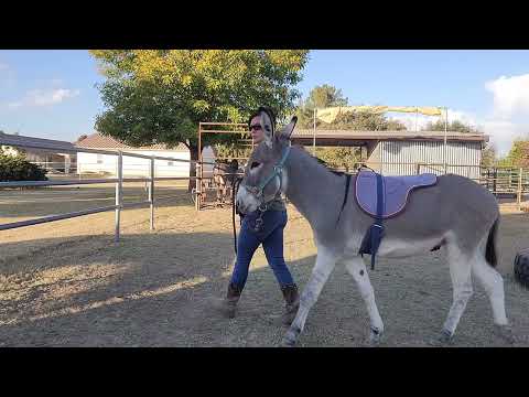 Sancho's 2nd session with the bareback pad, along with working through some spooks