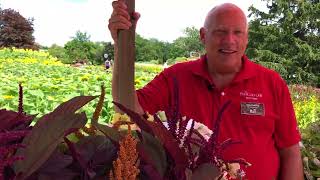 Grow These Top Perennial Cut Flowers!! Ball Seed Customer Days Education Series