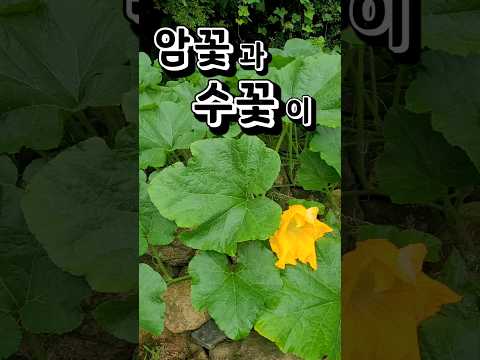 암꽃과 수꽃이 따로. 벌들의 수정. 호박꽃 #garden